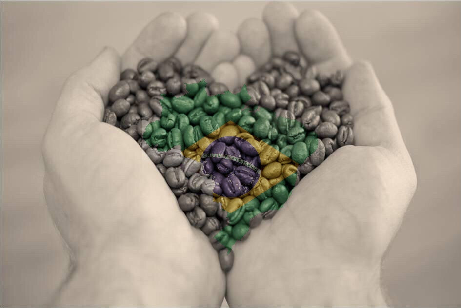 hands holding heart of Brazilian coffee beans